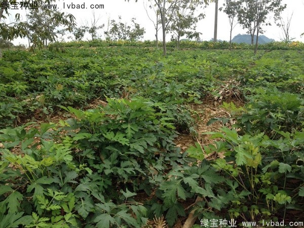 前胡<a href='https://www.lvbad.com/' target='_blank'>种子</a>