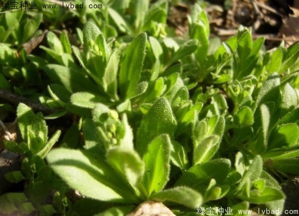 <a href='https://www.lvbad.com/yaocaizhongzi/2301.html' target='_blank'>葶苈子种子</a>