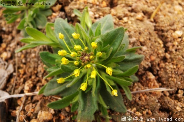 <a href='https://www.lvbad.com/yaocaizhongzi/2301.html' target='_blank'>葶苈子</a><a href='https://www.lvbad.com/' target='_blank'>种子</a>