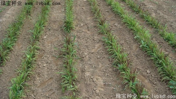 <a href='https://www.lvbad.com/yaocaizhongzi/2302.html' target='_blank'>薏米种子</a>