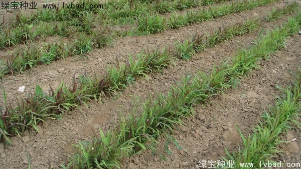 <a href='https://www.lvbad.com/yaocaizhongzi/2302.html' target='_blank'>薏米种子</a>