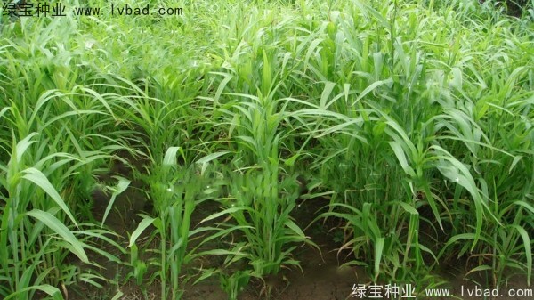 薏米<a href='https://www.lvbad.com/' target='_blank'>种子</a>