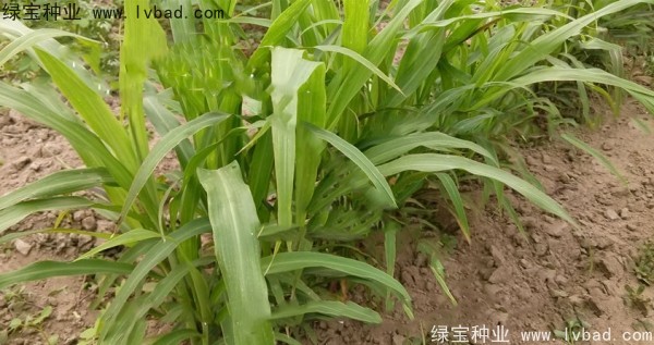 薏米<a href='https://www.lvbad.com/' target='_blank'>种子</a>