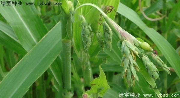 薏米<a href='https://www.lvbad.com/' target='_blank'>种子</a>