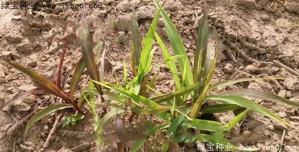 薏米种子