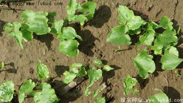 <a href='https://www.lvbad.com/yaocaizhongzi/2303.html' target='_blank'>天南星种子</a>