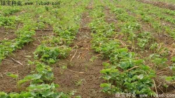 天南星<a href='https://www.lvbad.com/' target='_blank'>种子</a>