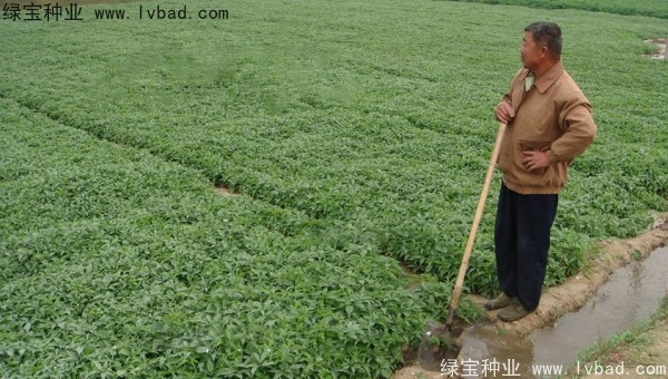 天南星<a href='https://www.lvbad.com/' target='_blank'>种子</a>