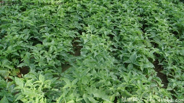 <a href='https://www.lvbad.com/yaocaizhongzi/2303.html' target='_blank'>天南星种子</a>
