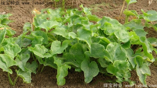 <a href='https://www.lvbad.com/yaocaizhongzi/2303.html' target='_blank'>天南星种子</a>
