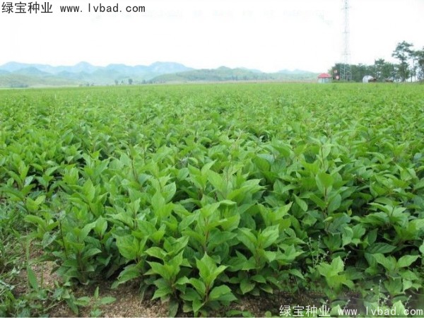 <a href='https://www.lvbad.com/yaocaizhongzi/2305.html' target='_blank'>五味子种子</a>