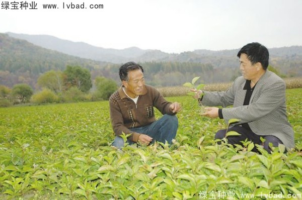 <a href='https://www.lvbad.com/yaocaizhongzi/2305.html' target='_blank'>五味子</a><a href='https://www.lvbad.com/' target='_blank'>种子</a>