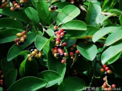 五味子种子