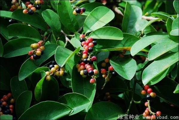 <a href='https://www.lvbad.com/yaocaizhongzi/2305.html' target='_blank'>五味子种子</a>