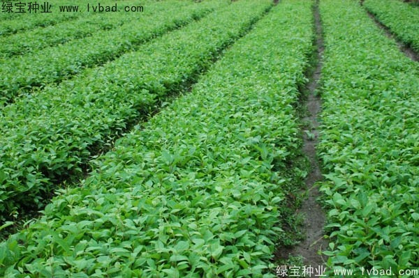 <a href='https://www.lvbad.com/yaocaizhongzi/2305.html' target='_blank'>五味子种子</a>