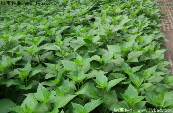 <a href='https://www.lvbad.com/yaocaizhongzi/2306.html' target='_blank'>锦灯笼</a><a href='https://www.lvbad.com/' target='_blank'>种子</a>