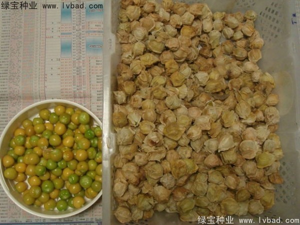 <a href='https://www.lvbad.com/yaocaizhongzi/2306.html' target='_blank'>锦灯笼种子</a>