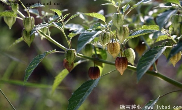 <a href='https://www.lvbad.com/yaocaizhongzi/2306.html' target='_blank'>锦灯笼种子</a>