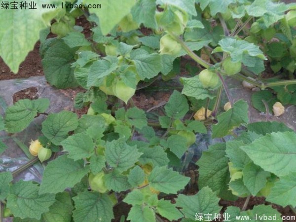 <a href='https://www.lvbad.com/yaocaizhongzi/2306.html' target='_blank'>锦灯笼种子</a>