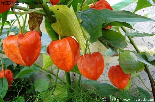 锦灯笼种子