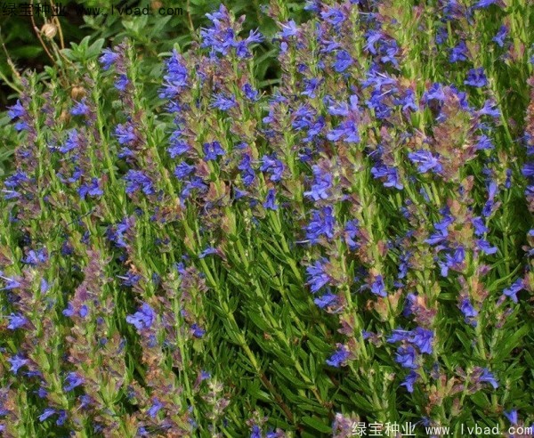 芸香草<a href='https://www.lvbad.com/' target='_blank'>种子</a>