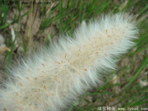 <a href='https://www.lvbad.com/yaocaizhongzi/2310.html' target='_blank'>白茅种子</a>