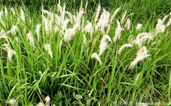 <a href='https://www.lvbad.com/yaocaizhongzi/2310.html' target='_blank'>白茅种子</a>