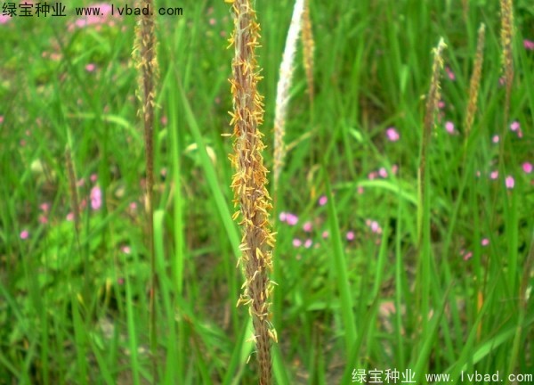 白茅种子