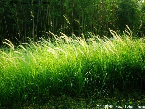 白茅种子