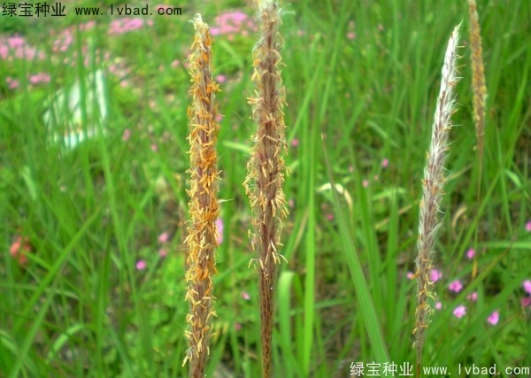 白茅种子
