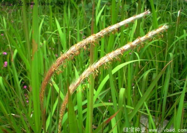 <a href='https://www.lvbad.com/yaocaizhongzi/2310.html' target='_blank'>白茅种子</a>