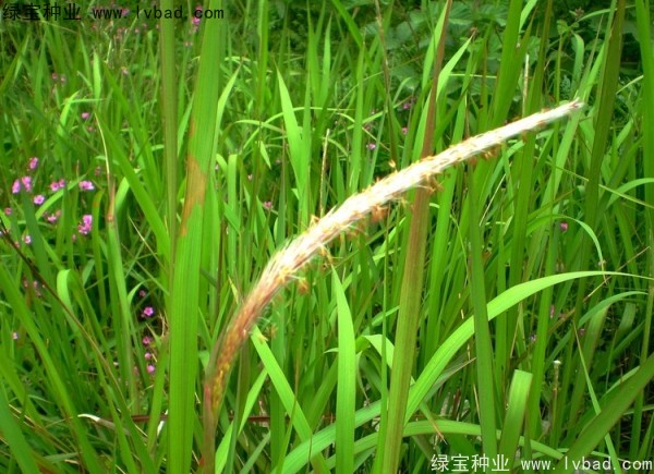 <a href='https://www.lvbad.com/yaocaizhongzi/2310.html' target='_blank'>白茅</a><a href='https://www.lvbad.com/' target='_blank'>种子</a>