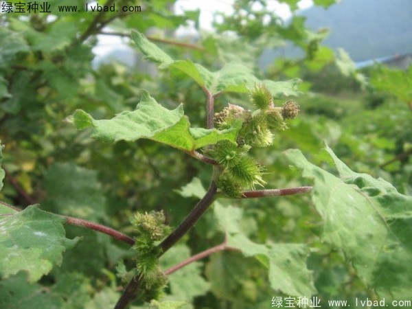 苍耳子种子