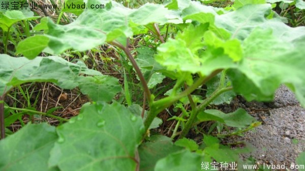 <a href='https://www.lvbad.com/yaocaizhongzi/2313.html' target='_blank'>苍耳子种子</a>