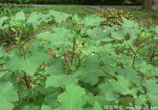 <a href='https://www.lvbad.com/yaocaizhongzi/2313.html' target='_blank'>苍耳子</a><a href='https://www.lvbad.com/' target='_blank'>种子</a>
