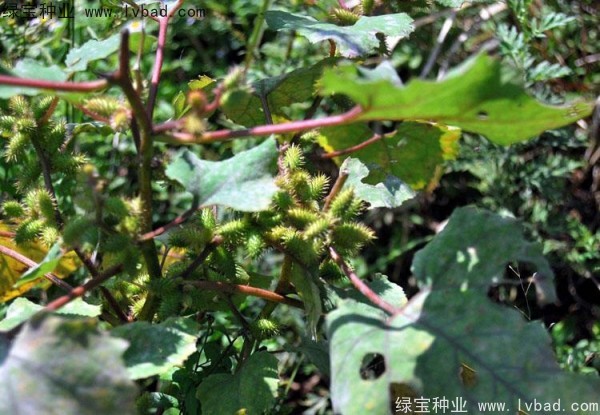 苍耳子<a href='https://www.lvbad.com/' target='_blank'>种子</a>