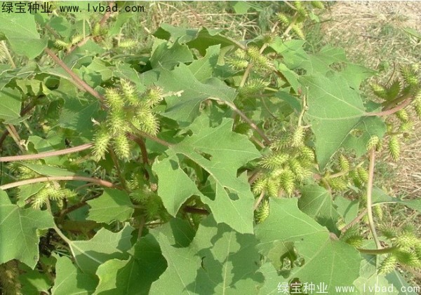 <a href='https://www.lvbad.com/yaocaizhongzi/2313.html' target='_blank'>苍耳子种子</a>