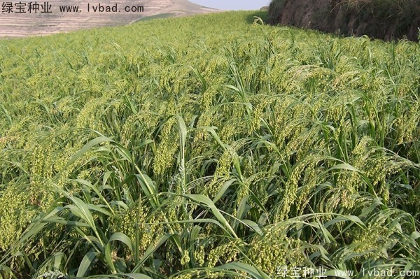 <a href='https://www.lvbad.com/yaocaizhongzi/2314.html' target='_blank'>红糜子种子</a>