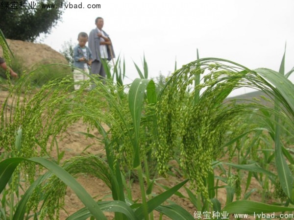 <a href='https://www.lvbad.com/yaocaizhongzi/2314.html' target='_blank'>红糜子</a><a href='https://www.lvbad.com/' target='_blank'>种子</a>
