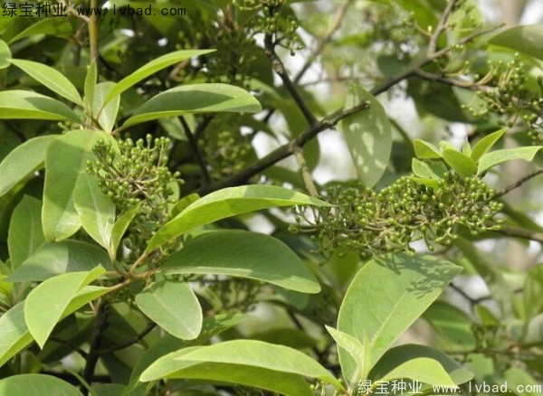 荜澄茄<a href='https://www.lvbad.com/' target='_blank'>种子</a>