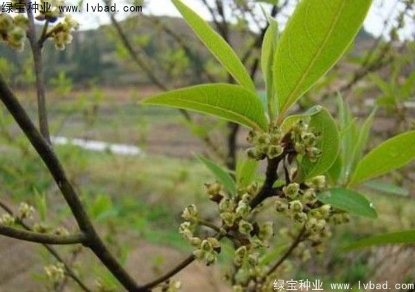 <a href='https://www.lvbad.com/yaocaizhongzi/2315.html' target='_blank'>荜澄茄种子</a>