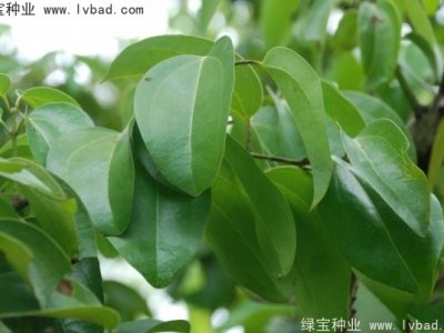 荜澄茄种子