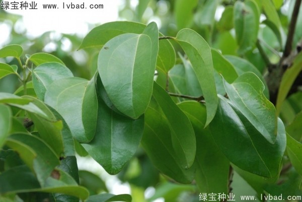 <a href='https://www.lvbad.com/yaocaizhongzi/2315.html' target='_blank'>荜澄茄种子</a>