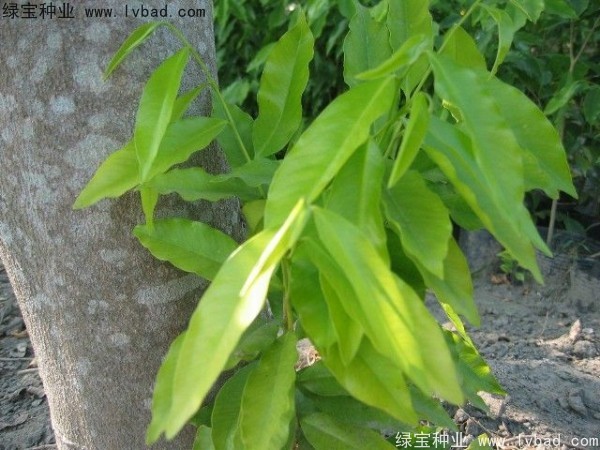 <a href='https://www.lvbad.com/yaocaizhongzi/2315.html' target='_blank'>荜澄茄</a><a href='https://www.lvbad.com/' target='_blank'>种子</a>