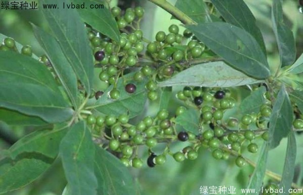 <a href='https://www.lvbad.com/yaocaizhongzi/2315.html' target='_blank'>荜澄茄</a><a href='https://www.lvbad.com/' target='_blank'>种子</a>