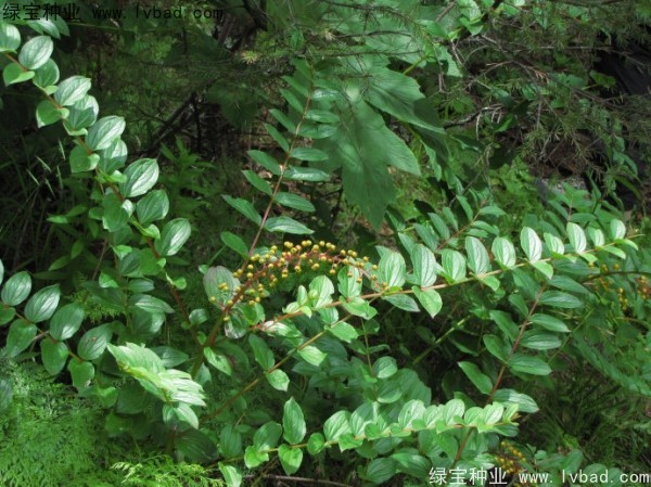 <a href='https://www.lvbad.com/yaocaizhongzi/2316.html' target='_blank'>马桑种子</a>