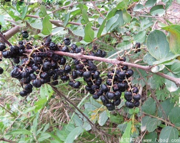 马桑<a href='https://www.lvbad.com/' target='_blank'>种子</a>
