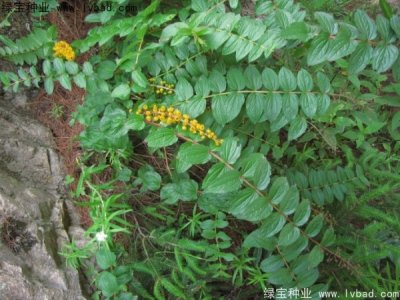 马桑种子