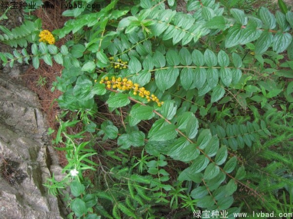 <a href='https://www.lvbad.com/yaocaizhongzi/2316.html' target='_blank'>马桑种子</a>
