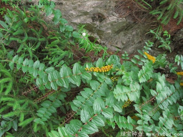 马桑<a href='https://www.lvbad.com/' target='_blank'>种子</a>